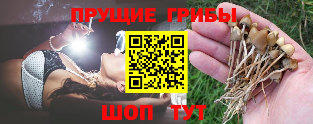 Губаха  Галлюциногенные грибы Psilocybine cubensis  Вход с VPN 
